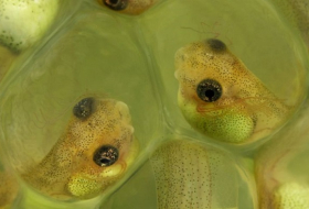 Frog embryos speed-hatch to escape danger 